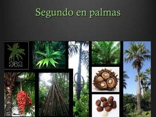 Segundo en palmasSegundo en palmas
 