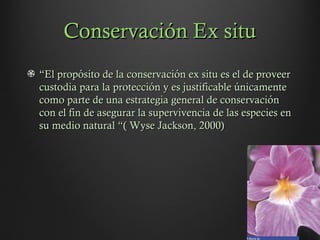 Conservación Ex situConservación Ex situ
““El proposito de la conservacion ex situ es el de proveeŕ ́El proposito de la conservacion ex situ es el de proveeŕ ́
custodia para la proteccion y es justificable unicamenté ́custodia para la proteccion y es justificable unicamenté ́
como parte de una estrategia general de conservaciońcomo parte de una estrategia general de conservacioń
con el fin de asegurar la supervivencia de las especies encon el fin de asegurar la supervivencia de las especies en
su medio naturalsu medio natural ““( Wyse Jackson, 2000)( Wyse Jackson, 2000)
M ilto n ia s p .
 