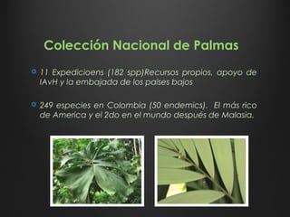 Colección Nacional de Palmas
 11 Expedicioens (182 spp)Recursos propios, apoyo de
IAvH y la embajada de los paises bajos
 249 especies en Colombia (50 endemics). El más rico
de America y el 2do en el mundo después de Malasia.
 