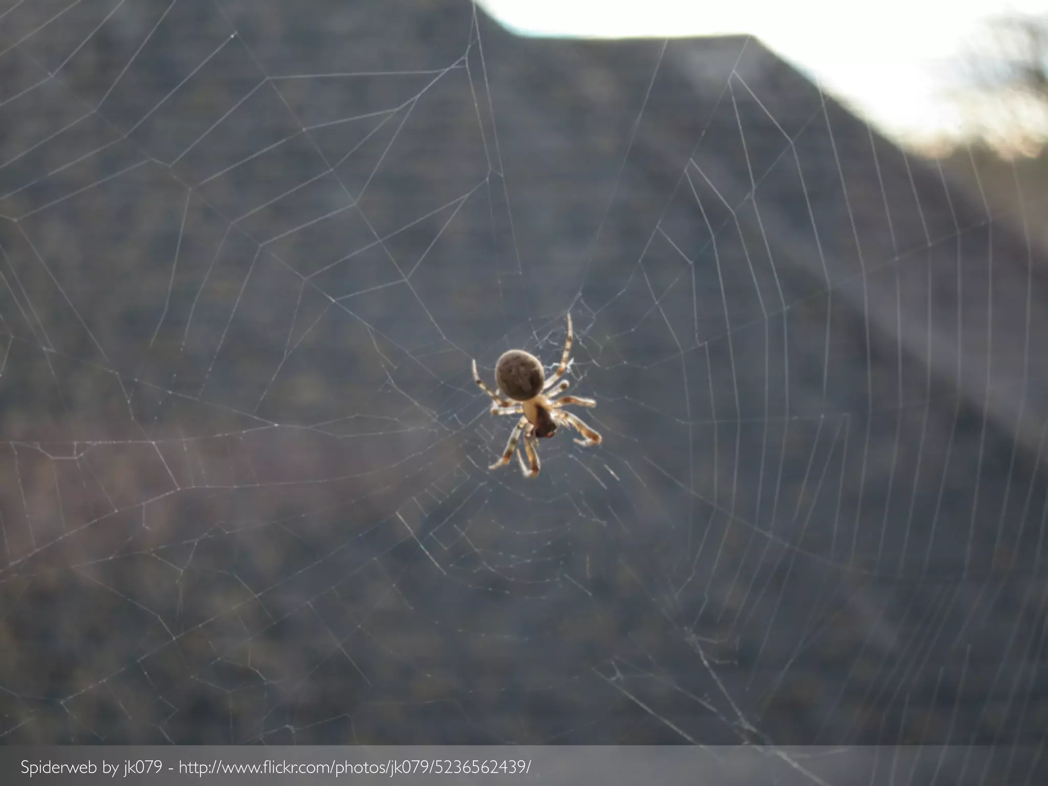 Spiderweb by jk079 - http://www.ﬂickr.com/photos/jk079/5236562439/
 