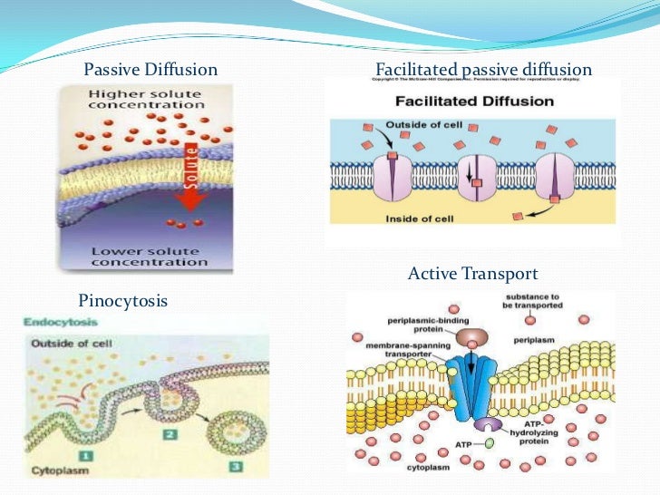 Bio Adhesive Drug Delivery System