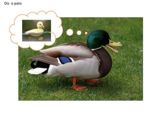 Diz o pato

 