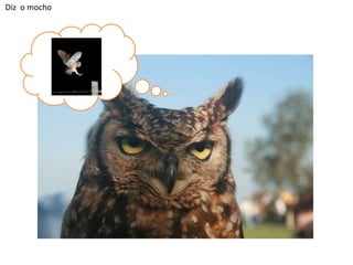 Diz o mocho

 