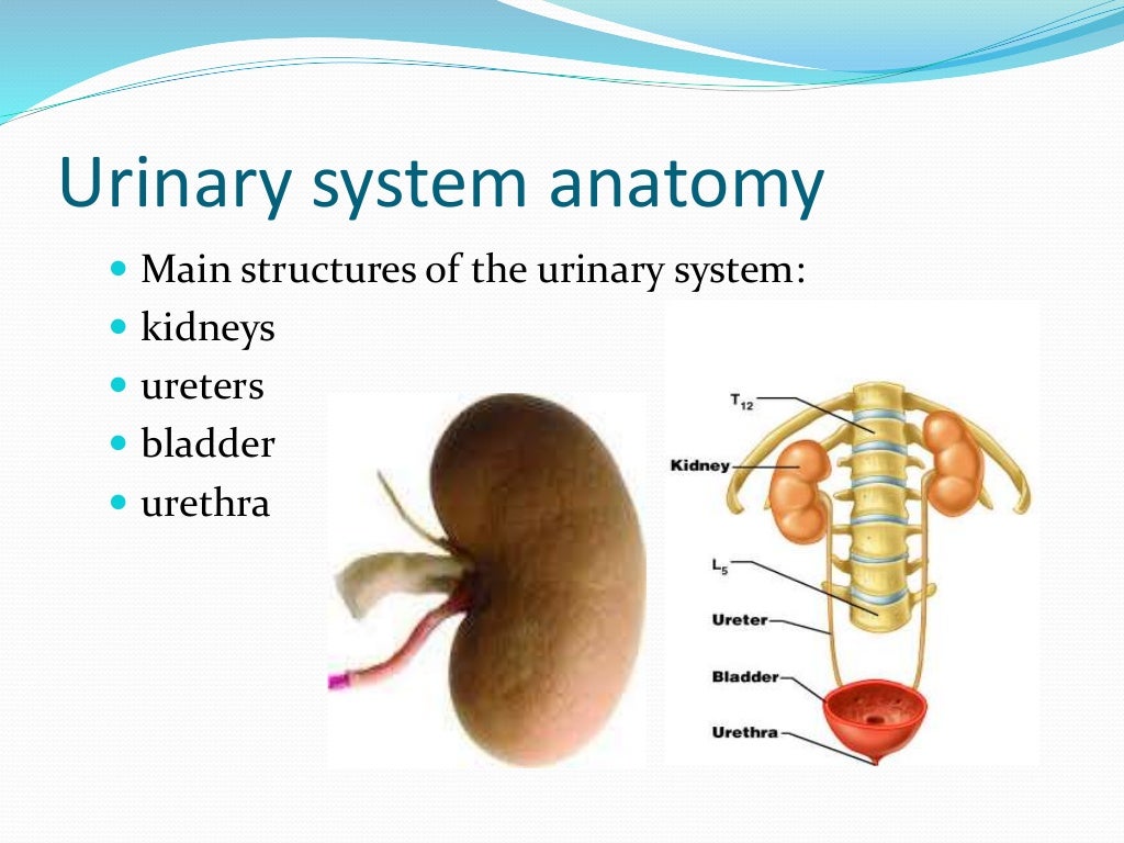 Urinary System Of Goat(1)