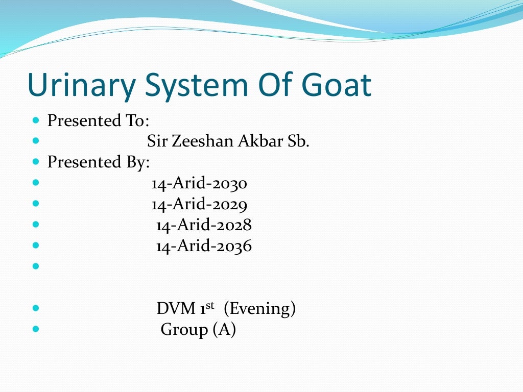 Urinary System Of Goat(1)