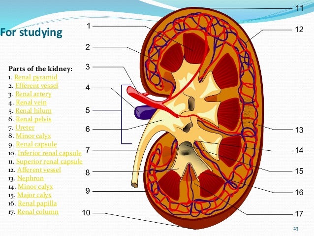Urinary System Of Goat(1)