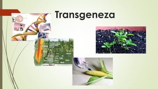 Transgeneza
 