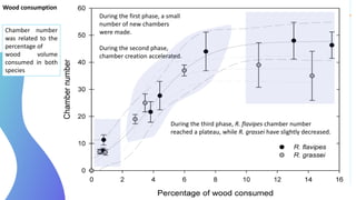 Wood consumption
Chamber number
was related to the
percentage of
wood volume
consumed in both
species
During the first phase, a small
number of new chambers
were made.
During the second phase,
chamber creation accelerated.
During the third phase, R. flavipes chamber number
reached a plateau, while R. grassei have slightly decreased.
 