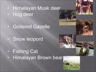 Endangered species in Pakistan | PPT