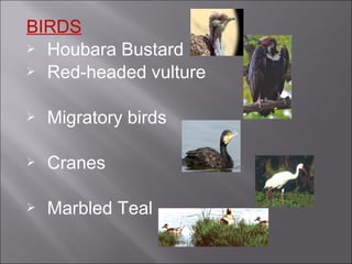 Endangered species in Pakistan | PPT