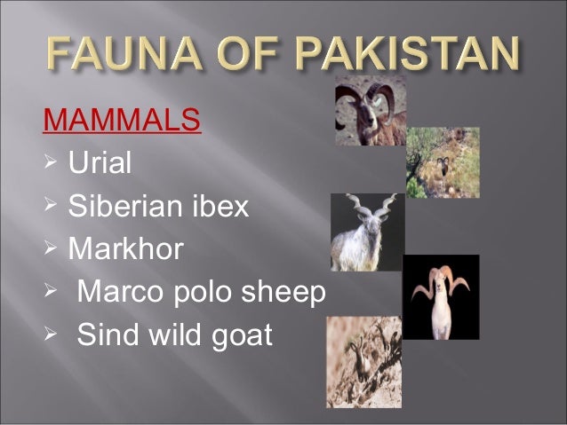 List Of Endangered Species In Pakistan – KQTRUC