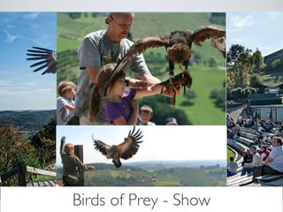 Birds of Prey - Show 
 