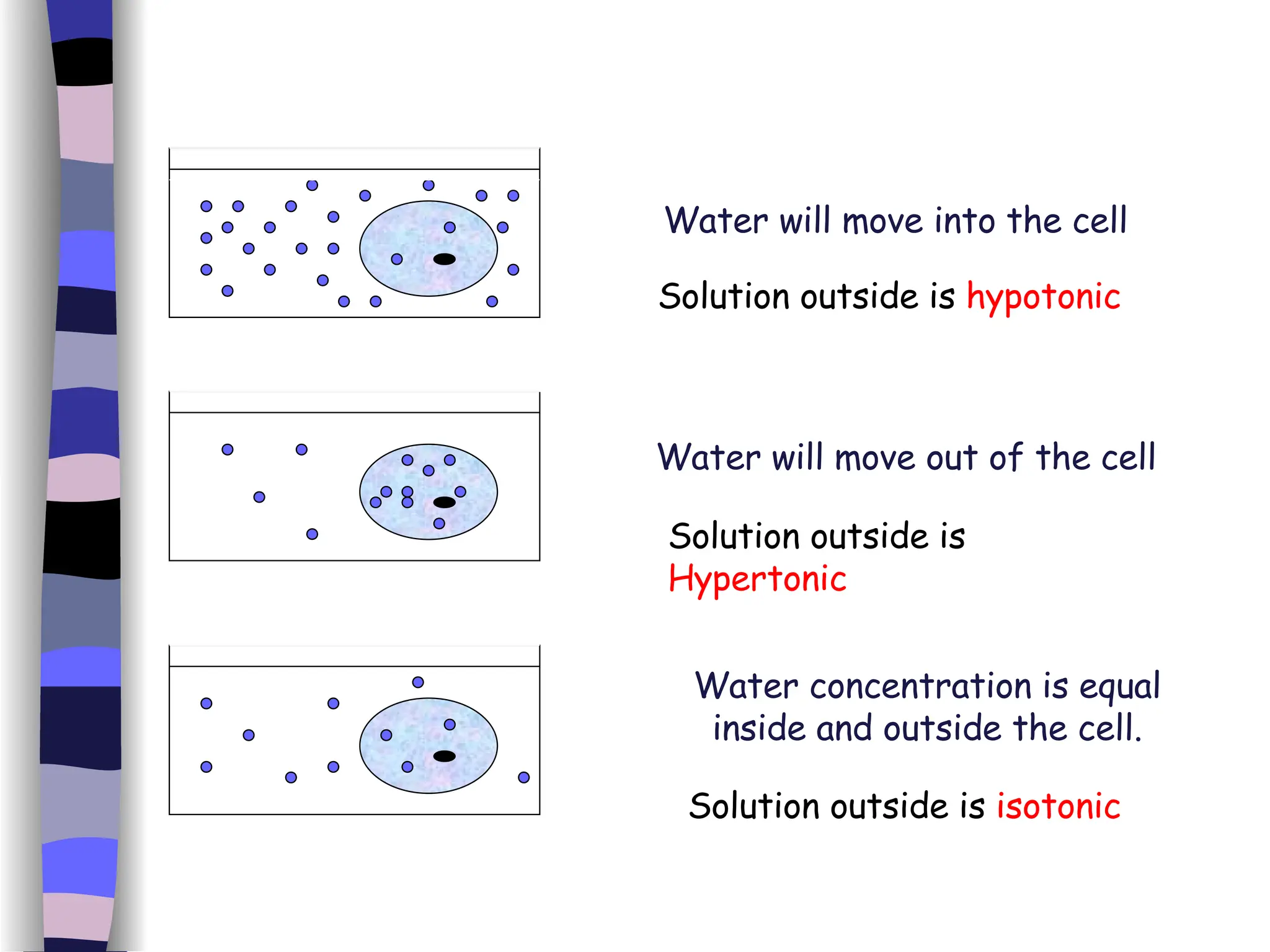 Water will move into the cell Water will move out of the cell Water concentration is equal inside and outside the cell. Solution outside is  hypotonic Solution outside is  Hypertonic Solution outside is  isotonic 