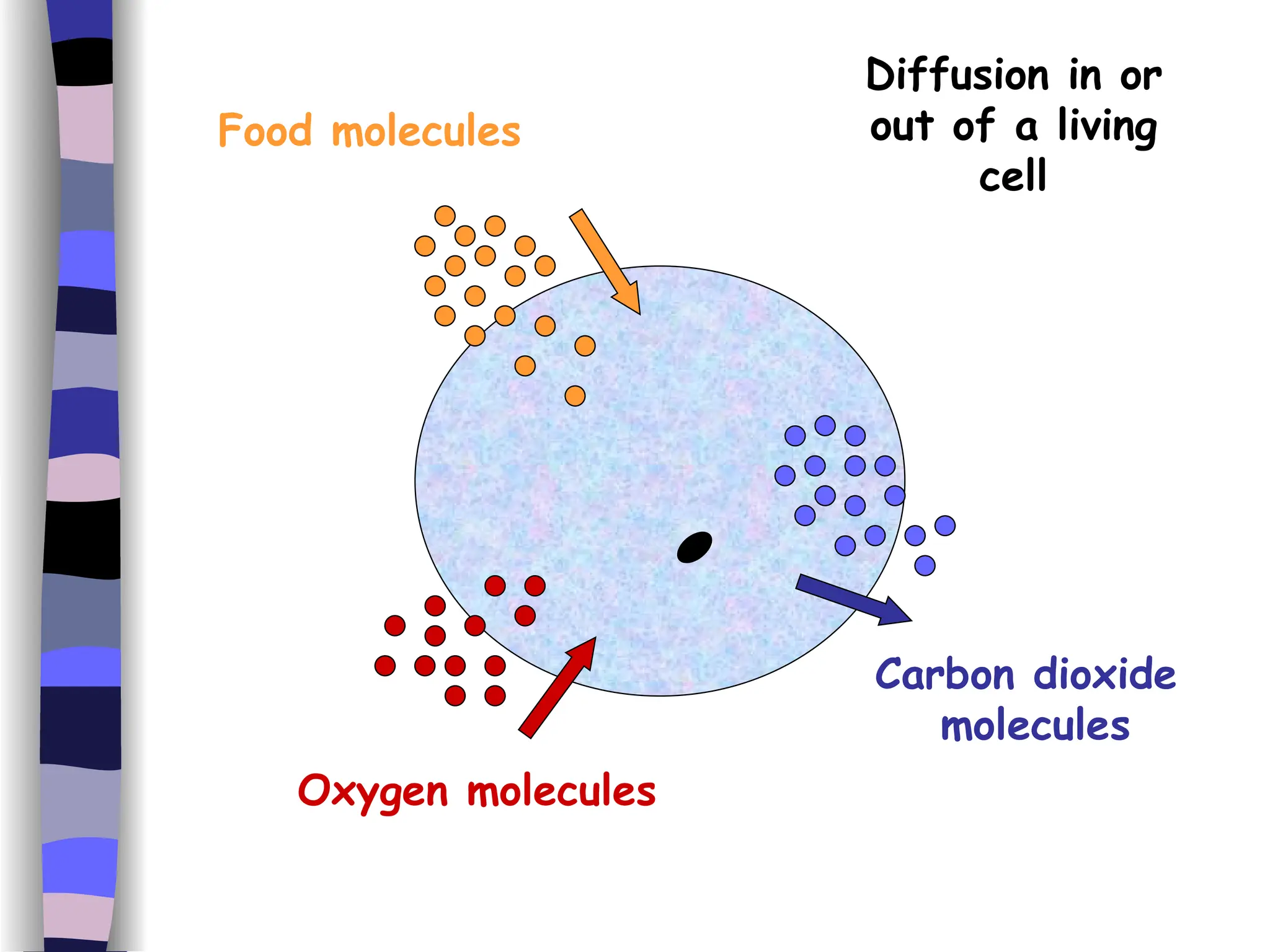 Food molecules Oxygen molecules Carbon dioxide  molecules Diffusion in or out of a living cell 
