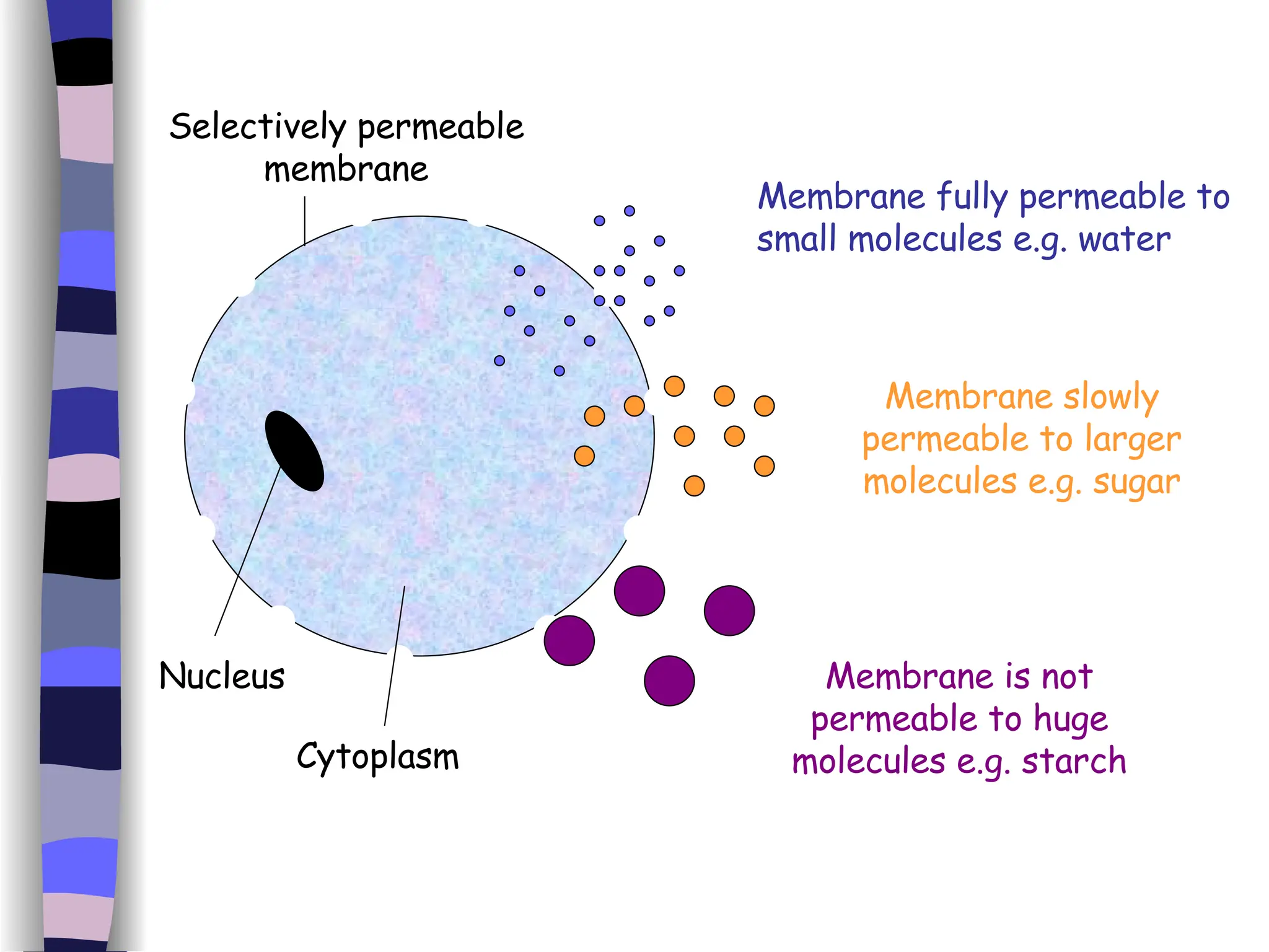 Membrane fully permeable to small molecules e.g. water Membrane slowly permeable to larger molecules e.g. sugar Membrane is not permeable to huge molecules e.g. starch Selectively permeable membrane Nucleus Cytoplasm 