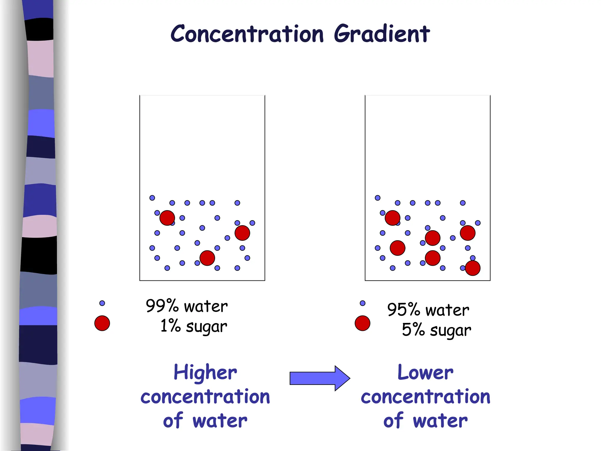 Concentration Gradient 99% water 1% sugar 95% water 5% sugar Higher concentration of water Lower concentration of water 