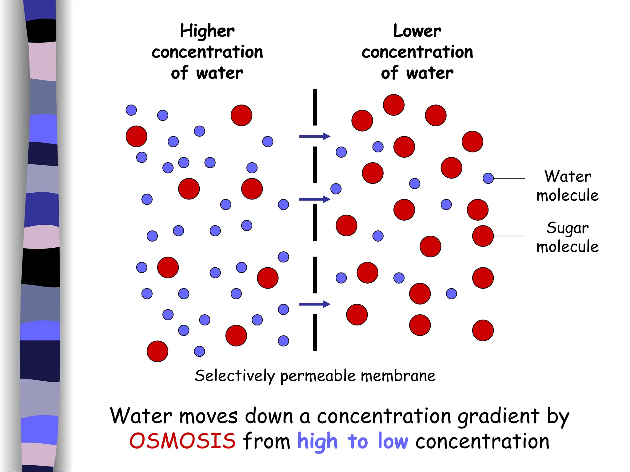 Lower concentration of water Higher concentration of water Water moves down a concentration gradient by  OSMOSIS  from  high to low  concentration Water molecule Sugar molecule Selectively permeable membrane 