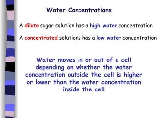 Water Concentrations A  dilute  sugar solution has a  high water  concentration A  concentrated  solutions has a  low water  concentration Water moves in or out of a cell depending on whether the water concentration outside the cell is higher or lower than the water concentration inside the cell 