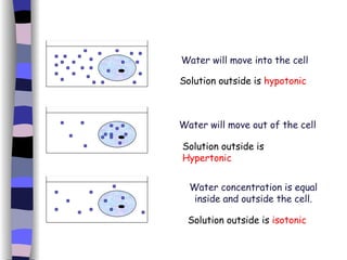 Water will move into the cell Water will move out of the cell Water concentration is equal inside and outside the cell. Solution outside is  hypotonic Solution outside is  Hypertonic Solution outside is  isotonic 