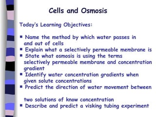 Cells and Osmosis Today’s Learning Objectives: Name the method by which water passes in  and out of cells Explain what a selectively permeable membrane is State what osmosis is using the terms  selectively permeable membrane and concentration  gradient Identify water concentration gradients when  given solute concentrations Predict the direction of water movement between  two solutions of know concentration Describe and predict a visking tubing experiment 