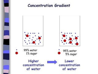 Concentration Gradient 99% water 1% sugar 95% water 5% sugar Higher concentration of water Lower concentration of water 