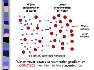 Lower concentration of water Higher concentration of water Water moves down a concentration gradient by  OSMOSIS  from  high to low  concentration Water molecule Sugar molecule Selectively permeable membrane 
