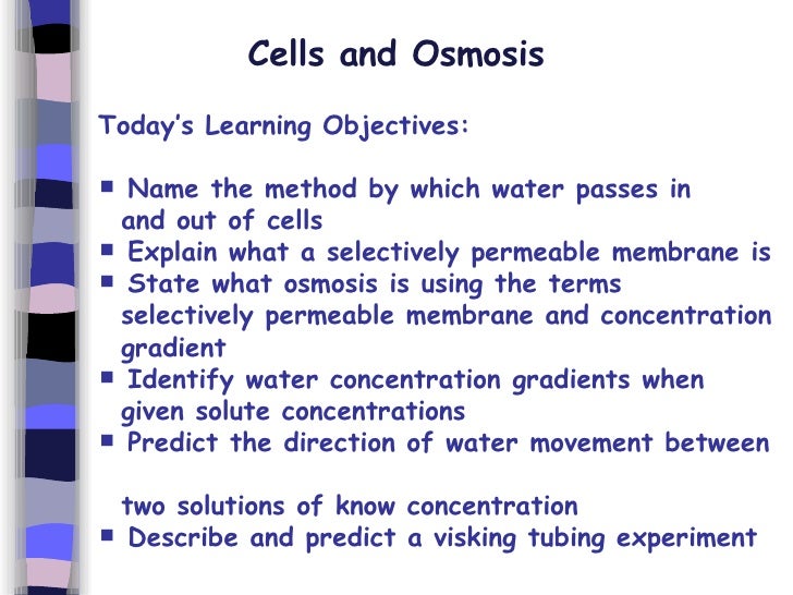 (B) Diffusion And Osmosis