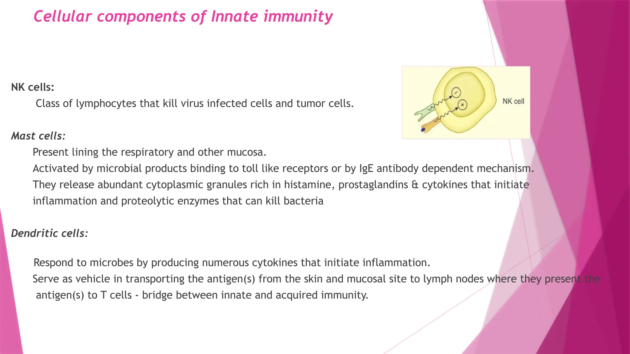 Cellular components of Innate immunity
NK cells:
Class of lymphocytes that kill virus infected cells and tumor cells.
Mast cells:
Present lining the respiratory and other mucosa.
Activated by microbial products binding to toll like receptors or by IgE antibody dependent mechanism.
They release abundant cytoplasmic granules rich in histamine, prostaglandins & cytokines that initiate
inflammation and proteolytic enzymes that can kill bacteria
Dendritic cells:
Respond to microbes by producing numerous cytokines that initiate inflammation.
Serve as vehicle in transporting the antigen(s) from the skin and mucosal site to lymph nodes where they present the
antigen(s) to T cells - bridge between innate and acquired immunity.
 