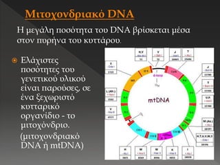  Ελάχιστες
ποσότητες του
γενετικού υλικού
είναι παρούσες, σε
ένα ξεχωριστό
κυτταρικό
οργανίδιο - το
μιτοχόνδριο.
(μιτοχονδριακό
DNA ή mtDNA)
Η μεγάλη ποσότητα του DNA βρίσκεται μέσα
στον πυρήνα του κυττάρου.
 