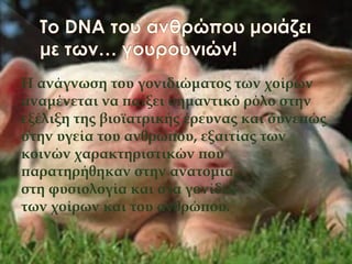 Η ανάγνωση του γονιδιώματος των χοίρων
αναμένεται να παίξει σημαντικό ρόλο στην
εξέλιξη της βιοϊατρικής έρευνας και συνεπώς
στην υγεία του ανθρώπου, εξαιτίας των
κοινών χαρακτηριστικών που
παρατηρήθηκαν στην ανατομία,
στη φυσιολογία και στα γονίδια
των χοίρων και του ανθρώπου.
 