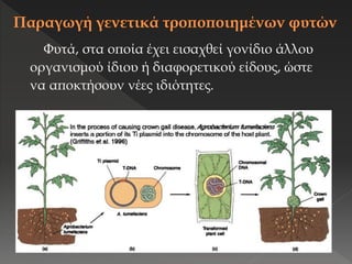 Φυτά, στα οποία έχει εισαχθεί γονίδιο άλλου
οργανισμού ίδιου ή διαφορετικού είδους, ώστε
να αποκτήσουν νέες ιδιότητες.
 