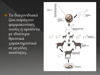  Τα διαγονιδιακά
ζώα παράγουν
φαρμακευτικές
ουσίες ή προϊόντα
με ιδιαίτερα
θρεπτικά
χαρακτηριστικά
σε μεγάλες
ποσότητες.
 