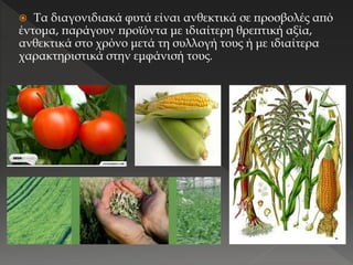  Τα διαγονιδιακά φυτά είναι ανθεκτικά σε προσβολές από
έντομα, παράγουν προϊόντα με ιδιαίτερη θρεπτική αξία,
ανθεκτικά στο χρόνο μετά τη συλλογή τους ή με ιδιαίτερα
χαρακτηριστικά στην εμφάνισή τους.
 