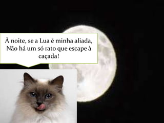 À noite, se a Lua é minha aliada,
Não há um só rato que escape à
caçada!

 