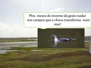 Plos meses de inverno dá gosto nadar
nos campos que a chuva transforma num
mar!

 