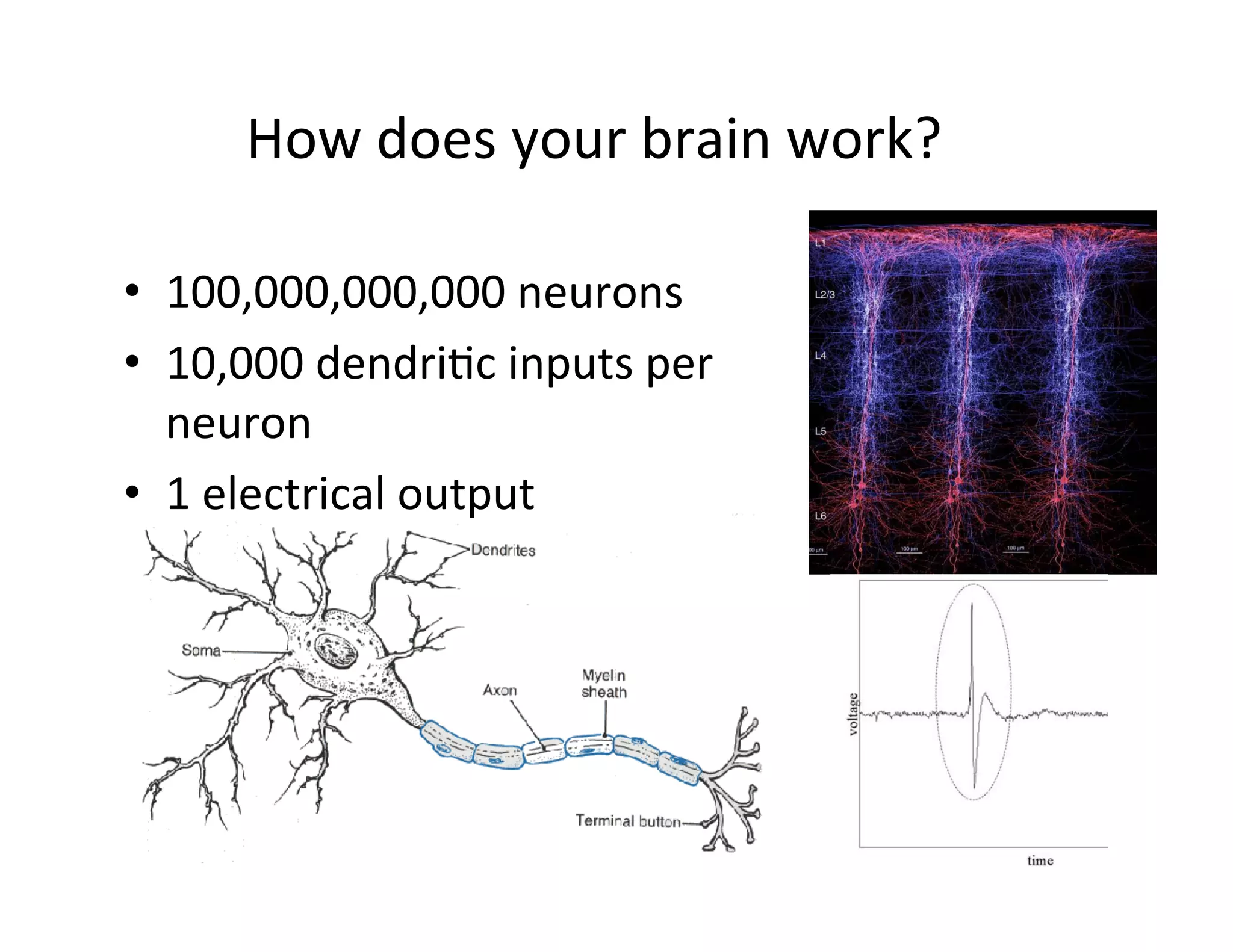 •  100,000,000,000	
  neurons	
  
•  10,000	
  dendriFc	
  inputs	
  per	
  
neuron	
  
•  1	
  electrical	
  output	
  
How	
  does	
  your	
  brain	
  work?	
  
 