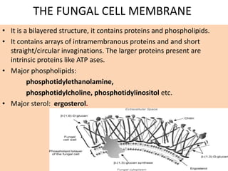 Pharmacology of Antifungal drugs for BDS Students .pdf