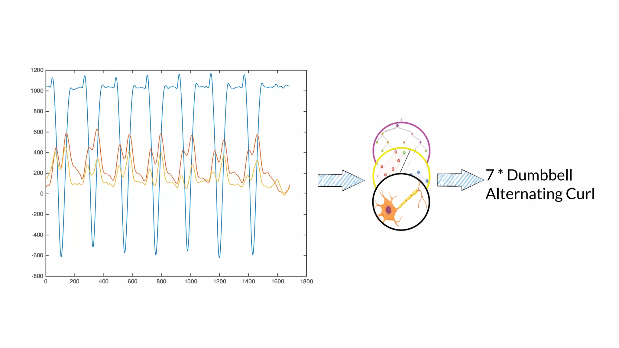 7 * Dumbbell
Alternating Curl
 