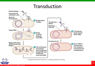 Morphology & Physiology of bacteria | PDF
