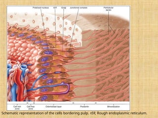 Human Dental pulp is a connective tissue | PPT