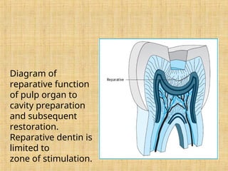 Human Dental pulp is a connective tissue | PPT