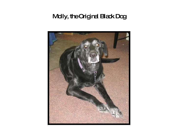 Black Dog Architectural Salvage Antiques Black Dog Architectural Salvage Antiques