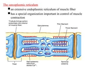 Sacroplastic Reticulum BDU, NUR, EXT, MUSCLE PHYSIOLOGY BDU health | PPT