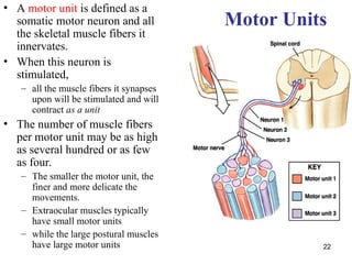BDU, NUR, EXT, MUSCLE PHYSIOLOGY BDU health | PPT