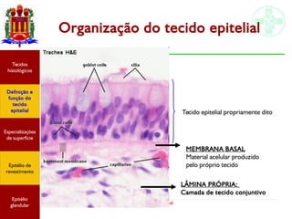 Tecido epitelial
Organização do tecido epitelial
LÂMINA PRÓPRIA:
Camada de tecido conjuntivo
MEMBRANA BASAL
Material acelular produzido
pelo próprio tecido
Tecido epitelial propriamente dito
Especializações
de superfície
Definição e
função do
tecido
epitelial
Tecidos
histológicos
Epitélio de
revestimento
Epitélio
glandular
 