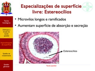 Tecido epitelial
Especializações de superfície
livre: Estereocílios
Estereocílios
●
Microvilos longos e ramificados
●
Aumentam superfície de absorção e secreção
Especializações
de superfície
Definição e
função do
tecido
epitelial
Tecidos
histológicos
Epitélio de
revestimento
Epitélio
glandular
 