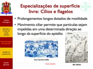 Tecido epitelial
Especializações de superfície
livre: Cílios e flagelos
● Prolongamentos longos dotados de motilidade
● Movimento ciliar permite que partículas sejam
impelidas em uma determinada direção ao
longo da superfície do epitélio
Azul toluidina 800x
ME 20000x
Especializações
de superfície
Definição e
função do
tecido
epitelial
Tecidos
histológicos
Epitélio de
revestimento
Epitélio
glandular
 