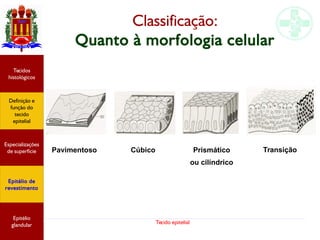 Tecido epitelial
Classificação:
Quanto à morfologia celular
Pavimentoso Cúbico Prismático
ou cilíndrico
Transição
Especializações
de superfície
Definição e
função do
tecido
epitelial
Tecidos
histológicos
Epitélio de
revestimento
Epitélio
glandular
Especializações
de superfície
Definição e
função do
tecido
epitelial
Tecidos
histológicos
Epitélio de
revestimento
Epitélio
glandular
 