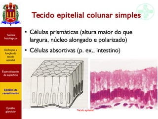 Tecido epitelial
Tecido epitelial colunar simples
● Células prismáticas (altura maior do que
largura, núcleo alongado e polarizado)
● Células absortivas (p. ex., intestino)
Especializações
de superfície
Definição e
função do
tecido
epitelial
Tecidos
histológicos
Epitélio de
revestimento
Epitélio
glandular
 