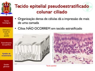 Tecido epitelial
Tecido epitelial pseudoestratificado
colunar ciliado
●
Organização densa de células dá a impressão de mais
de uma camada
● Cílios NÃO OCORREM em tecido estratificado
Especializações
de superfície
Definição e
função do
tecido
epitelial
Tecidos
histológicos
Epitélio de
revestimento
Epitélio
glandular
 